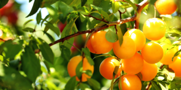 Drzewo rodzące 40 owoców