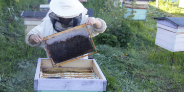 Pasieka na dachu wieżowca