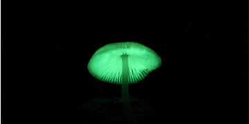 Świecące grzyby w polskich lasach